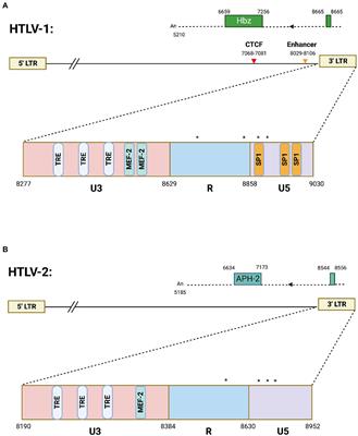 Novel perspectives on antisense transcription in HIV-1, HTLV-1, and HTLV-2